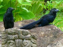 Groove Billed Ani